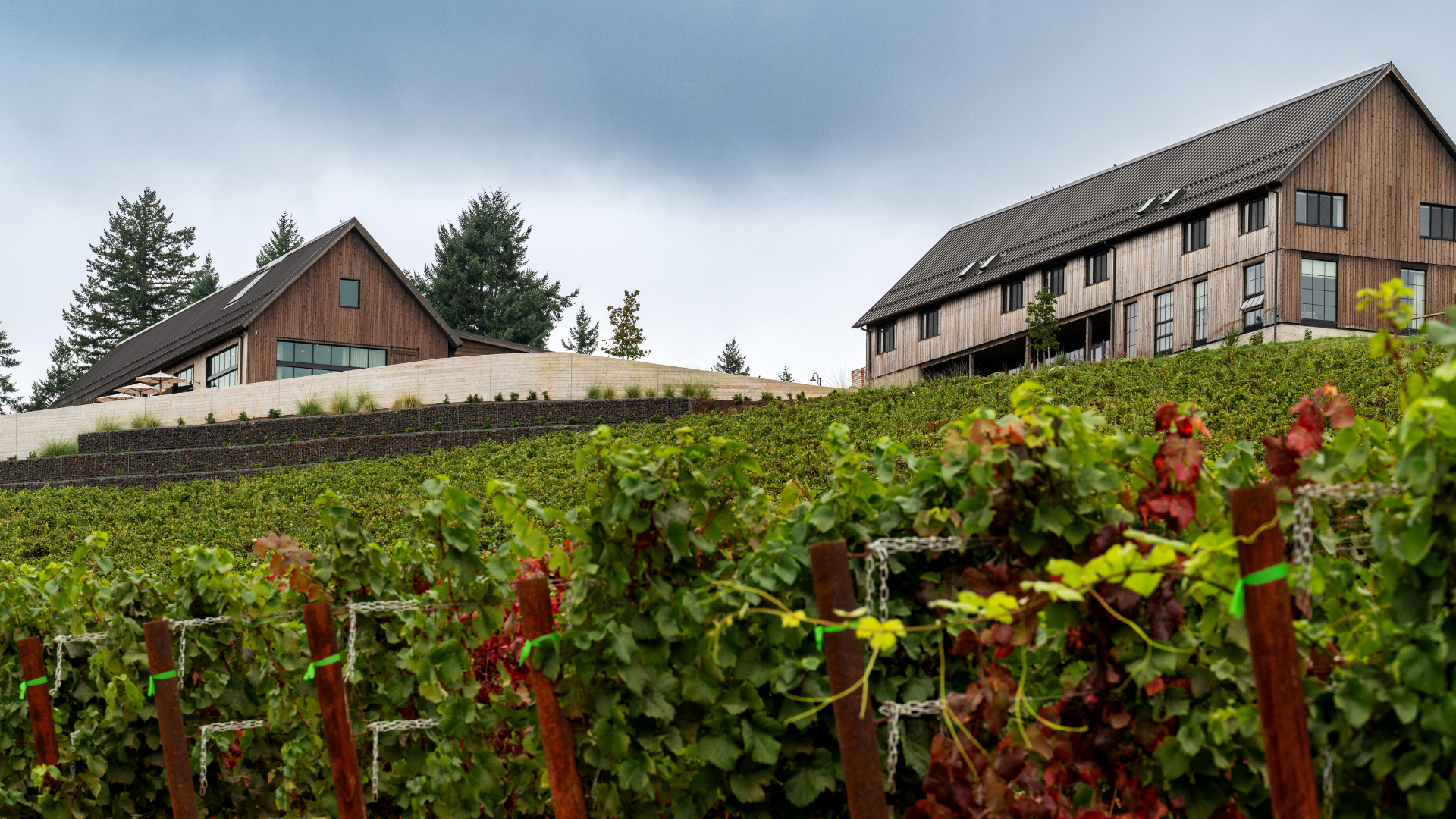Wine Tasting in Dundee, OR | Black Walnut Vineyard